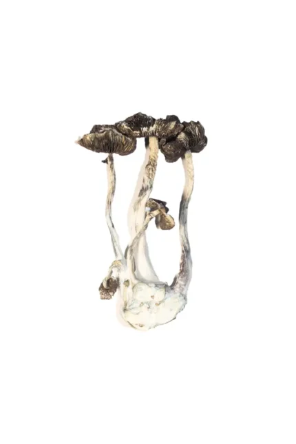 Albino A+ Magic Mushrooms – Premium Psychedelic Experience