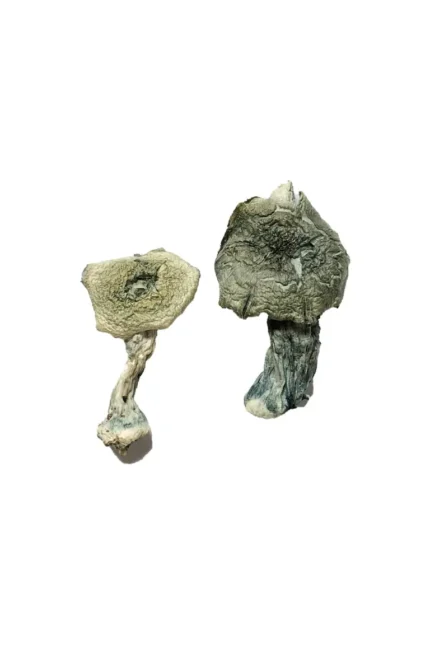 Albino Cambodians Magic Mushrooms for Mindful Journeys