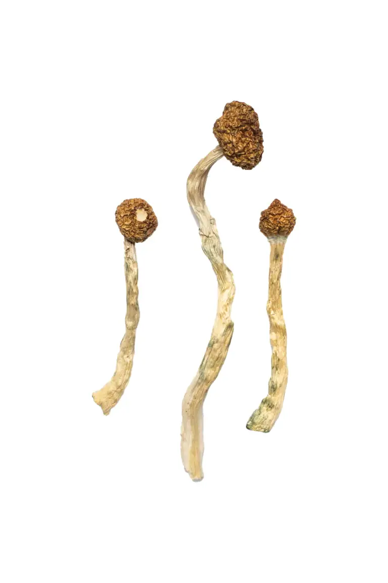 Arenal-Volcano-Magic-Mushrooms