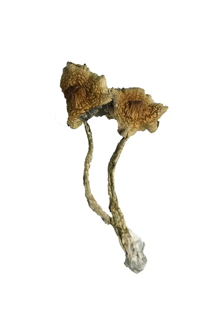 Cambodian-Shrooms.webpbb