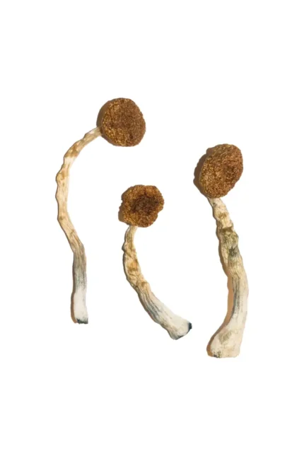 Buy Treasure Coast MushroomsBuy Treasure Coast Mushrooms Click to enlarge Treasure Coast Magic Mushrooms